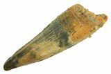Juvenile Fossil Spinosaurus Tooth - Real Dinosaur Tooth #296853-1
